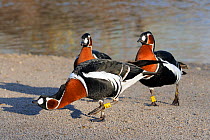 Red-breasted goose (Branta ruficollis) trio with lead bird in horizontal neck threat posture. Captive, WWT, Slimbridge, Gloucestershire, UK, March.