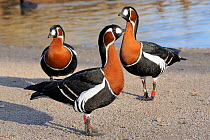 Red-breasted goose (Branta ruficollis) trio on land in evening light. Captive, WWT, Slimbridge, Gloucestershire, UK, March.