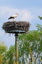 White stork (Ciconia ciconia) pair nesting on raised platform provided for storks. Schorfheide-chorin Biosphere reserve, Brandenburg, Germany, May.