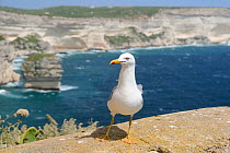 Yellow-legged gull (Larus michahellis) standing on city wall high above the sea, with limestone cliffs in the background. Bonifacio, Corsica, May.