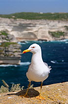 Yellow-legged gull (Larus michahellis) standing on city wall high above the sea, with limestone cliffs in the background. Bonifacio, Corsica, May.