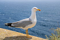 Yellow-legged gull (Larus michahellis) standing on city wall high above the sea. Bonifacio, Corsica, May.