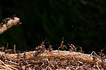 Wood Ant (Formica rufa) workers defending the nest by ejecting droplets of formic acid, UK.