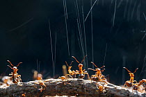 Wood Ant (Formica rufa) workers on top of their nest synchronise ejection of formic acid droplets to maximise deterrent effect on potential predator, UK. Commended in the Audubon Society of Greater De...