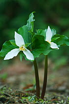 Western white trillium (Trillium ovatum) in flower, Washington, USA, March