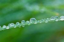 Water droplets on blade of grass, Mt. Rainier NP,  Washington, USA