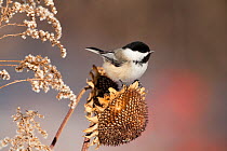 Black-capped Chickadee (Poecile atricapillus) attracted to feed on sunflower seedhead in winter, New York, USA, February