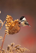 Black-capped chickadee (Poecile atricapillus) taking seed from sunflower seedhead in winter, New York, USA, (Digitally retouched - eye highlight added) February