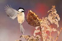 Black-capped Chickadee (Poecile atricapilla) landing to feed from sunflower seedhead in winter, New York, USA