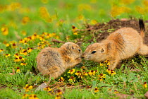 Black-tailed Prairie Dogs (Cynomys ludovicianus), two young animals interacting, Wichita Mountains National Wildlife Refuge, Oklahoma, USA