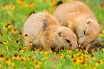 Black-tailed Prairie Dogs (Cynomys ludovicianus), two young animals feeding together, Wichita Mountains National Wildlife Refuge, Oklahoma, USA, May