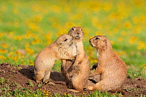 Black-tailed Prairie Dogs (Cynomys ludovicianus), family group of three (two adults on right, young on left) outside their burrow, Wichita Mountains National Wildlife Refuge, Oklahoma, USA