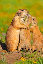 Black-tailed Prairie Dogs (Cynomys ludovicianus), two pups (right) seem to be kissing their parent. The behaviour is a gesture of recognition and identification among members of a social group of thes...