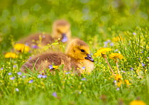 Canada Goose (Branta canadensis), two goslings sitting amid flowers on a lawn in spring, New York, USA, May