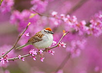 Chipping Sparrow (Spizella passerina), perched in flowering Eastern redbud tree, New York, USA (Digitally retouched image - twig at L) May