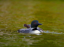 Common loon / Great northern diver (Gavia immer) adult with chick climbing onto its back, Michigan, USA, June