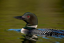 Common loon / Great northern diver (Gavia immer) close-up of adult in breeding plumage on water, Michigan, USA, June