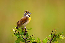 Dickcissel (Spiza americana), male singing in spring, Wichita Mountains National Wildlife Refuge, Oklahoma, USA, May