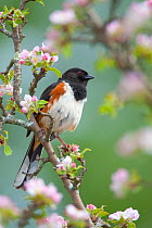 Eastern / Rufous-sided towhee (Pipilo erythrophthalmus), male perched amongst apple blossom in spring, New York, USA, May