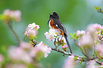 Eastern / Rufous-sided towhee (Pipilo erythrophthalmus), male singing, perched amongst apple blossom in spring, New York, USA, May
