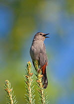 Grey Catbird (Dumetella carolinensis) perched, singing, New York, USA, July