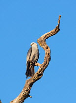 Mississippi kite (Ictinia mississippiensis), perched on dead branch, Wichita Mountains National Wildlife Refuge, Oklahoma, USA, May