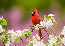 Northern Cardinal (Cardinalis cardinalis), male perched amongst apple blossom, New York, USA, May