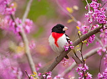 Rose-breasted grosbeak (Pheucticus ludovicianus), male perched in flowering Eastern redbud tree, New York, USA, May