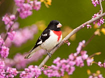 Rose-breasted grosbeak (Pheucticus ludovicianus), male perched in flowering Eastern redbud tree, New York, USA, May (Digitally retouched image - bill cleanup)