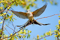 Scissor-tailed flycatcher (Tyrannus forficatus) landing on branch with wings and tail outspread, Wichita Mountains National Wildlife Refuge, Oklahoma, USA, May
