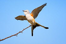 Scissor-tailed Flycatcher (Tyrannus forficatus) calling and displaying with wings and tail outspread, Wichita Mountains National Wildlife refuge, Oklahoma, USA, May