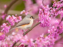 Tufted Titmouse (Baeolophus bicolor) perched in flowering Eastern redbud in spring, New York, USA, May