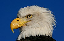 American bald eagle (Haliaeetus leucocephalus) head portrait, Homer, Alaska, Jan