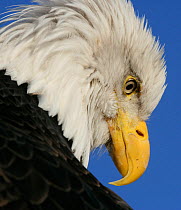 American bald eagle (Haliaeetus leucocephalus) head portrait, looking down, Homer, Alaska, Jan
