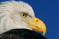 American bald eagle (Haliaeetus leucocephalus) head portrait, Homer, Alaska, Jan