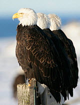 American bald eagle (Haliaeetus leucocephalus) three perched, Homer, Alaska, January