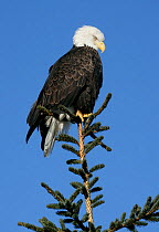 American bald eagle (Haliaeetus leucocephalus) perched at top of tree, Homer, Alaska, January