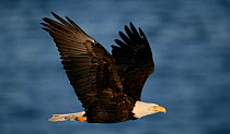 American bald eagle (Haliaeetus leucocephalus) in flight, Homer, Alaska, January