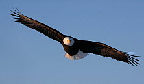 American bald eagle (Haliaeetus leucocephalus) soaring, Homer, Alaska, January