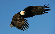 American bald eagle (Haliaeetus leucocephalus) in flight, Homer, Alaska, January