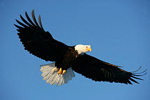 Bald Eagle, Homer, Alaska, Jan 2008. Photo by Barry Bland