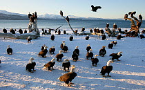 American bald eagle (Haliaeetus leucocephalus) large flock on snow, Homer, Alaska, January 2008