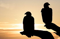 Silhouette of two American bald eagles (Haliaeetus leucocephalus) perched, Homer, Alaska, January