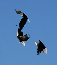 Three American bald eagles (Haliaeetus leucocephalus) in flight, fighting over fish, Homer, Alaska, January