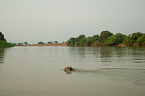 Male Jaguar (Panthera onca) swimming across the  River Piquiri wearing a radio location collar. Parana, Southern Brazil.