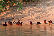 Silver-beaked Tanager (Ramphocelus carbo / bresilius) bathing and drinking by the River Piquiri. Parana, Southern Brazil.