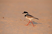 Pied Lapwing / Plover (Vanellus cayanus) walking on river sand. Parana, Southern Brazil.