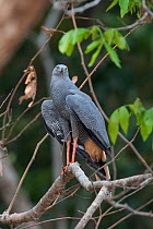 Crane Hawk (Geranospiza caerulescens) perched. Parana, Southern Brazil.