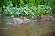 Capivara / Capibara (Hydrochoerus hydrochoeris) parent carrying its baby on its back while swimming across a marsh. Parana, Southern Brazil.