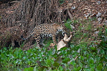 Female Jaguar (Panthera onca) with her prey, a Yacare Caiman. Parana, Southern Brazil.